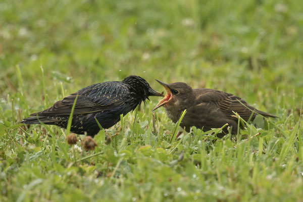 Starenbaby lässt sich lieber füttern :-)