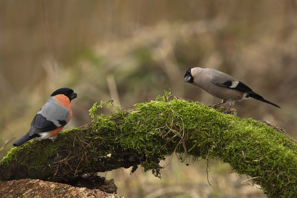 Herr und Frau Gimpel