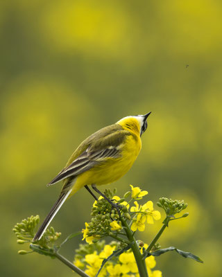 Wiesenschafstelze fängt Fliegen