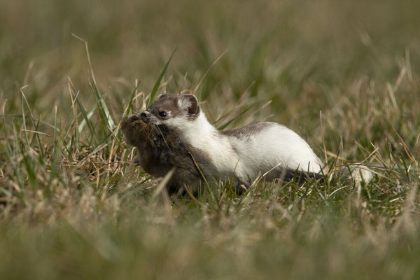 neues Hermelin mit Fang