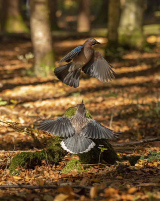 Tannenhäher im Kampf mit einem Eichelhäher