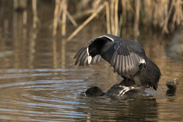 Paarung der Blesshühner
