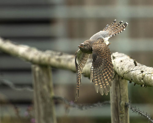 fliegt das Kuckuckskind zu den Zieheltern?