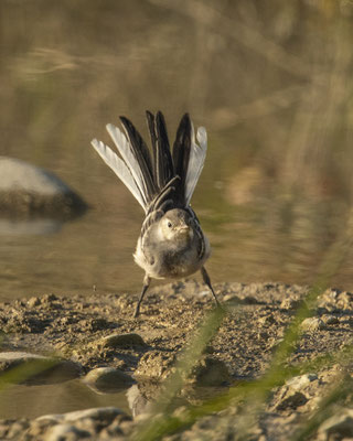unsicheres Bachstelzenkind