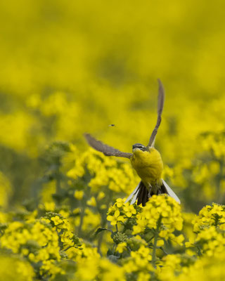 Wiesenschafstelze fängt Fliegen