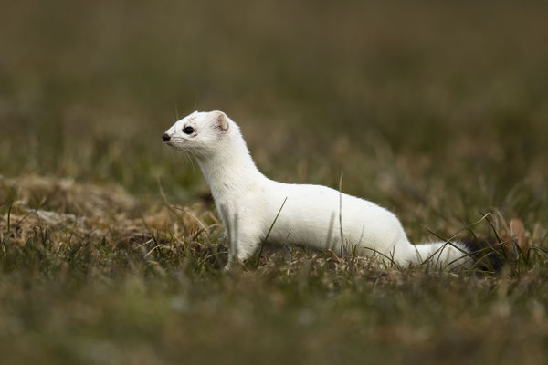 Hüggi ist wieder da :-)