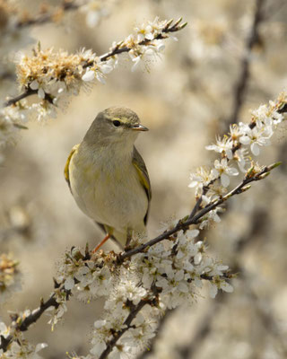 Fitis im Blütenmeer - der Frühling ist daaaa!!!