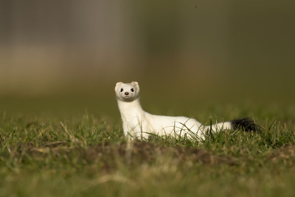 ein neues Hermelin :-)