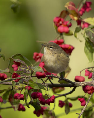 Zilpzalp noch da....