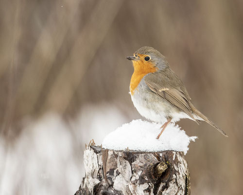 Rotkehlchen im Schnee