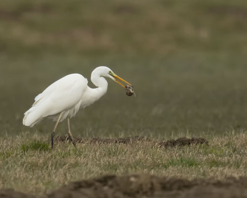 Silberreiher mit Beute