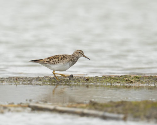Graubruststrandläufer