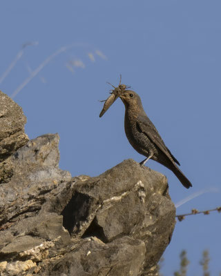 Blaumerle Weibchen 