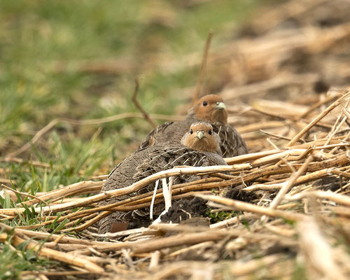 Rebhühner