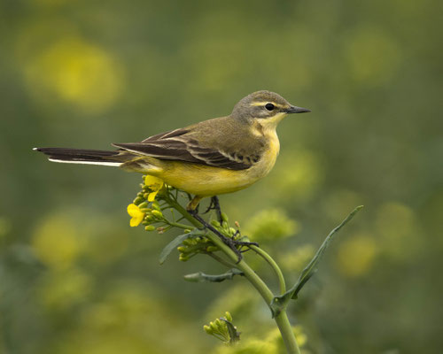 Wiesenschafstelze auf frischem Raps