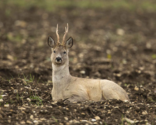 gemütlicher Rehbock