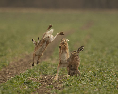 Feldhasenkämpfe