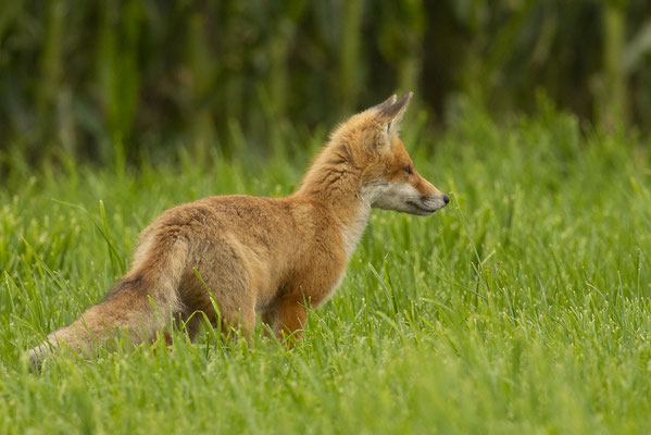 neugieriger Jungfuchs