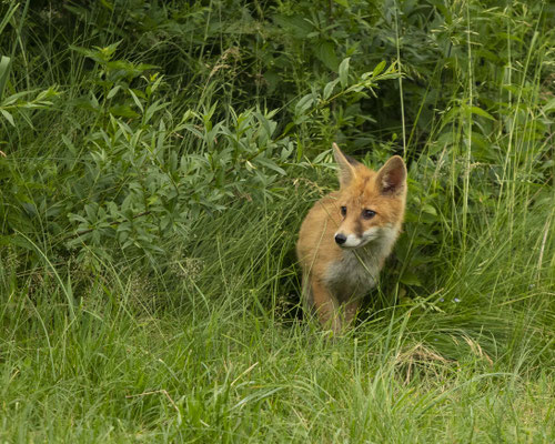 Fuchs in Nachbarsgarten :-)