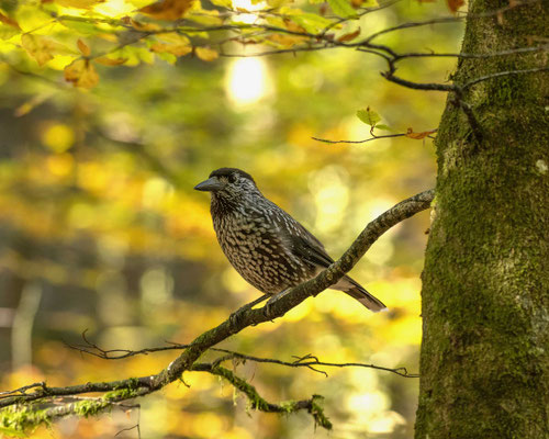 Tannenhäher im herbstlichen Wald