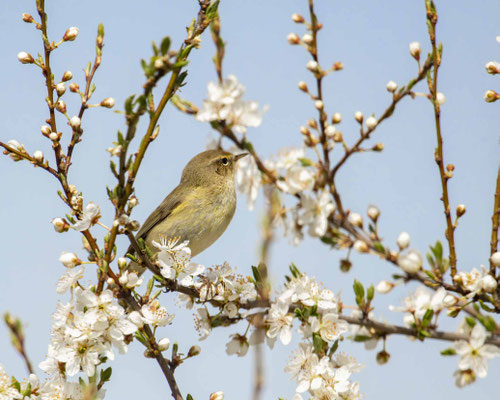Zilpzalp in seinem Lieblingsbaum