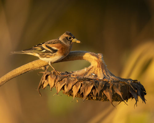 Bergfink in der untergehenden Sonne :-)