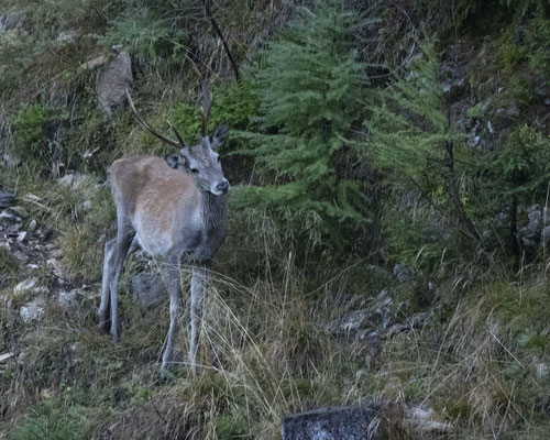 Rothirsch - leider bei miserablem Wetter....