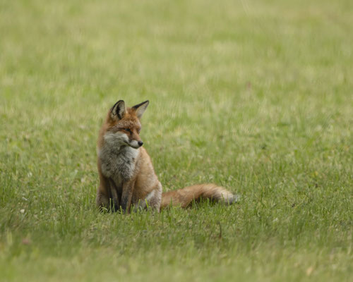Michl - mein Winterfuchs