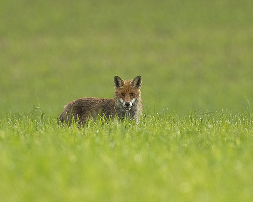Fuchs auf Mäusejagd
