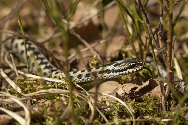 männliche Kreuzotter
