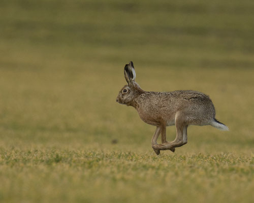 Frühlingsvorbote 1 - die Hasen sind zurück :-)