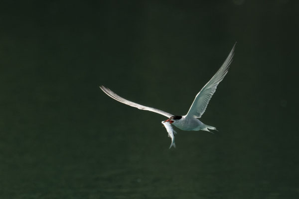 Flussseeschwalbe mit Futter für die Kinder :-)