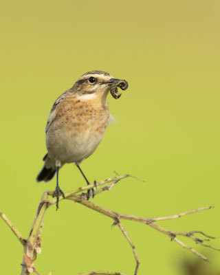Braunkehlchen mit Fang