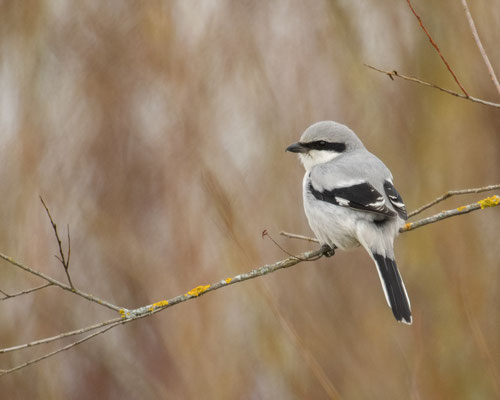 Raubwürger im Revier entdeckt - bleibt er mir?