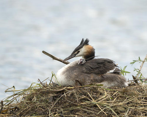 schaut niedlich von Mamas Rücken in die Welt...