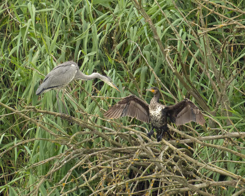 Graureiher wundert sich über den Kormoran