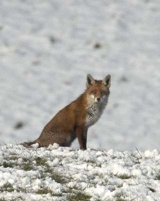 neu entdeckter Schneefuchs der grad täglich kommt - hoffentlich auch mal ganz nah :-)