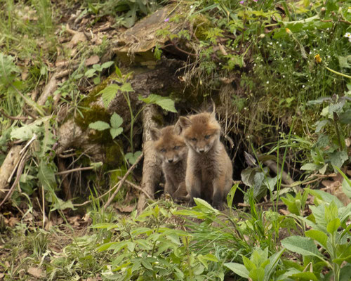 Rotfuchsbabys :-) 3 Tage älter