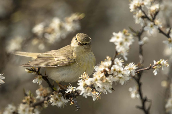 Fitis im Blütenmeer - der Frühling ist daaaa!!!