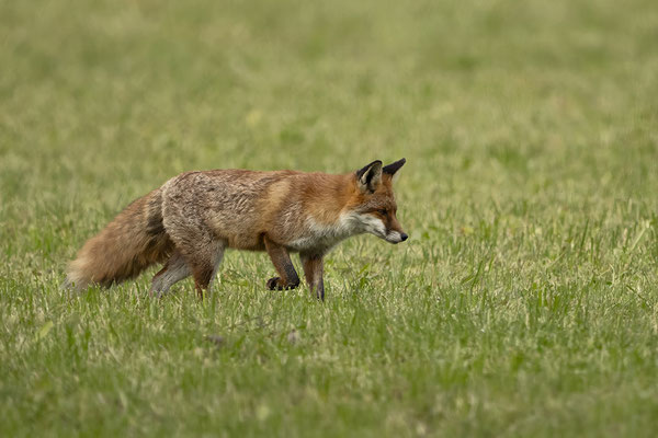 Michl - mein Winterfuchs:-)