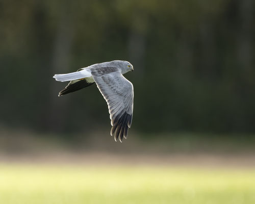 männliche Kornweihe