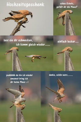 Die Hochzeitsgeschichte