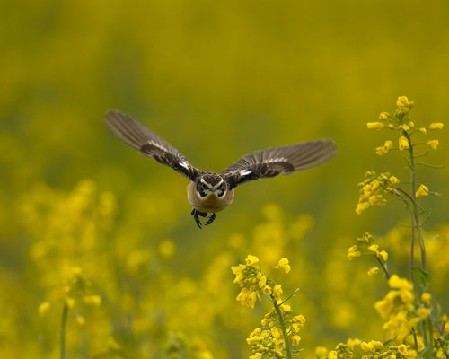 Braunkehlchen im Raps