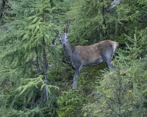 Rothirsch - leider bei miserablem Wetter....