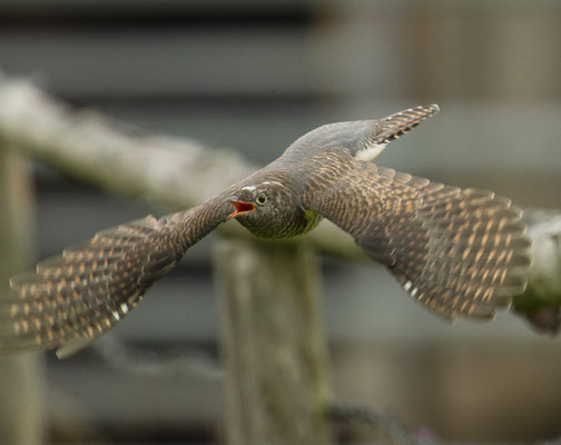 Bettelndes Kuckuckskind, fliegt es zu den Zieheltern?
