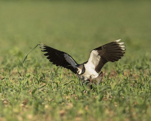 Kiebitzpaarung - leider im schlechten Licht