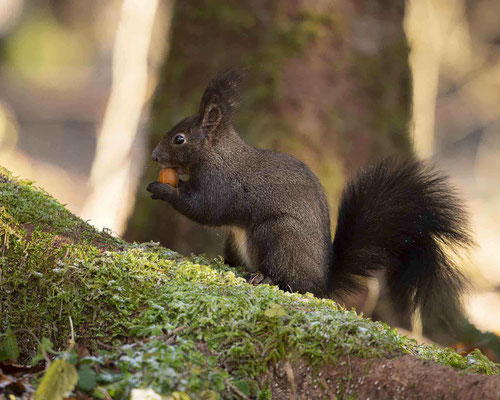 Eichhörnchen