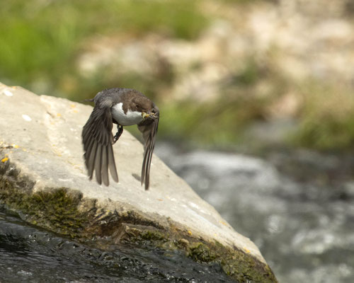 fliegende Wasseramsel mit Futter für ihre Kleinen