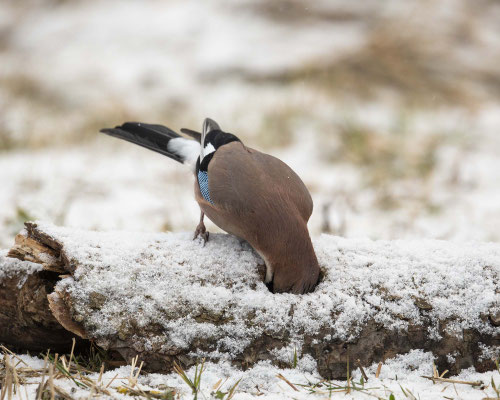 Eichelhäher steckt seinen Kopf nicht in den Sand, sondern ins Holz :-) eh klar :-)