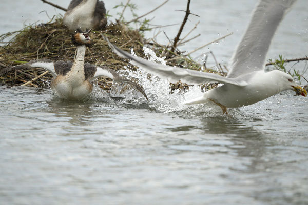 und dann kam de Möve....... :-(